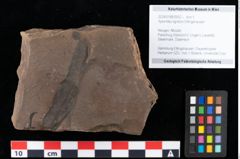 Foto (Objekt + Etikett) von Xylomites lignitum Ettingshausen (NHMW-GEO-2024-0188-0052)